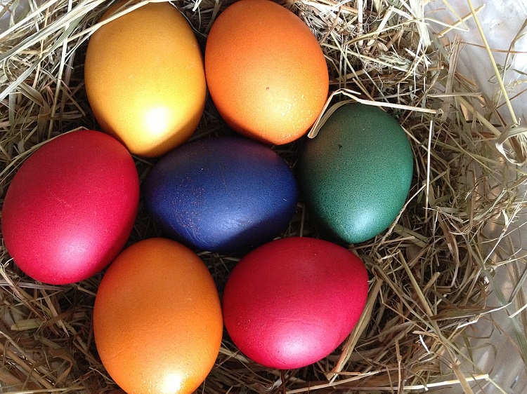 blue bird eggs in cup-shaped nest building