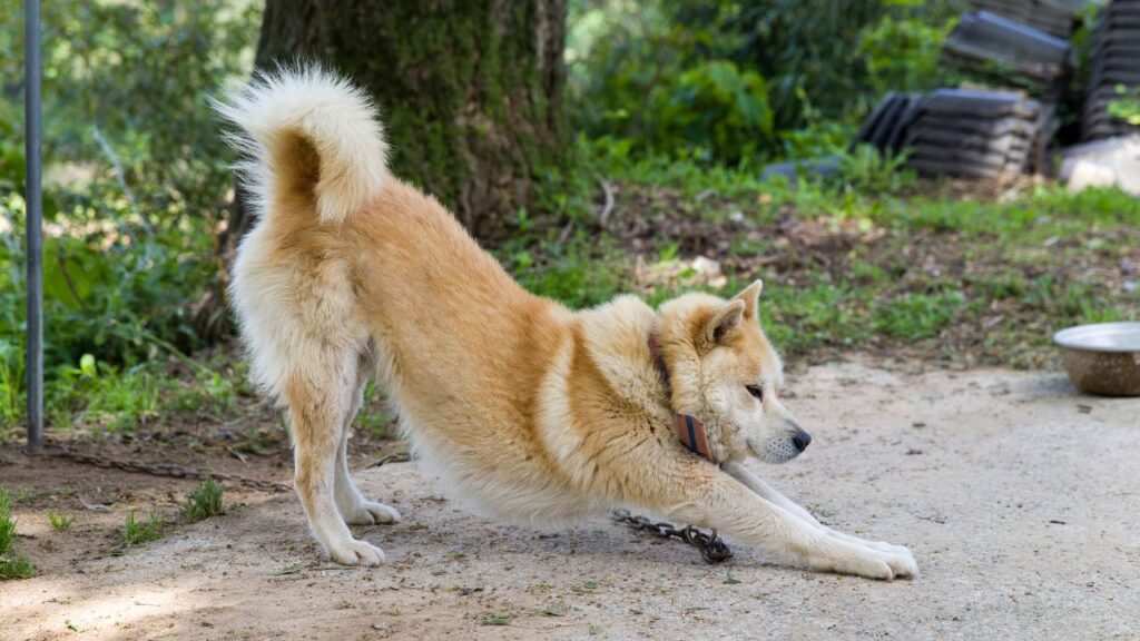 How Long Does a Hmong Docked Tail Dog Live For