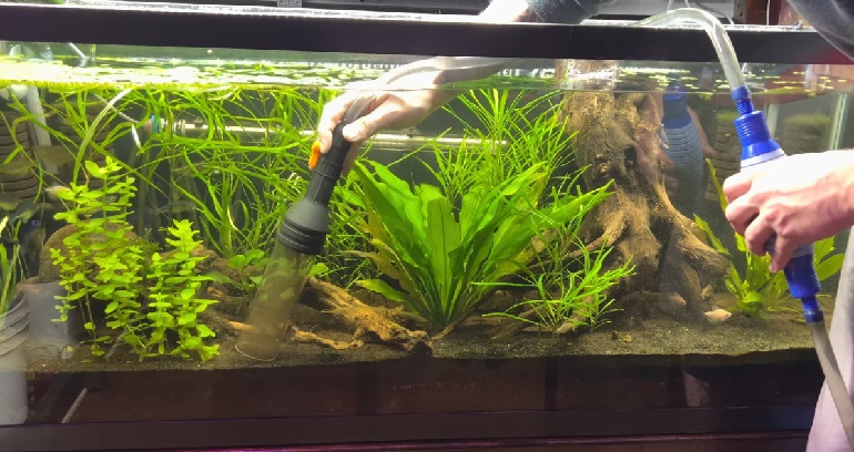 How to clean aquarium sand - Help Guides