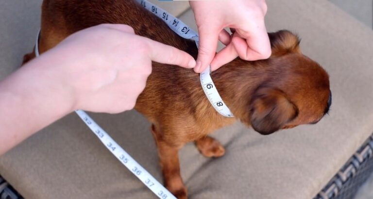 dog collar fitting