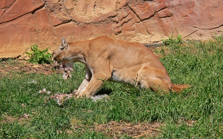 mountain lion range