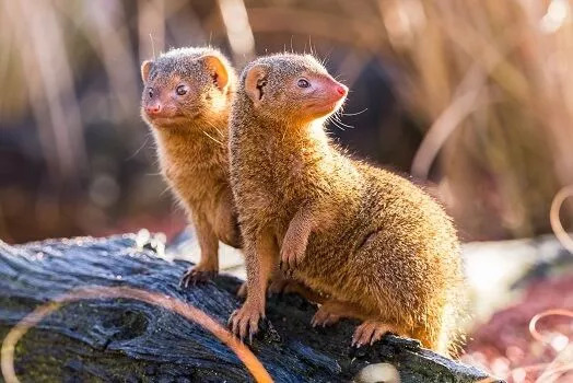 photos of a mongoose
