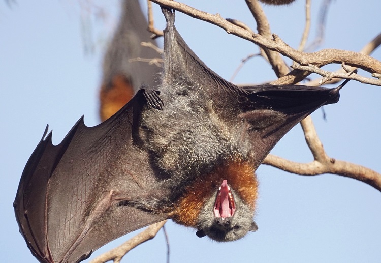 fruit bat lifespan