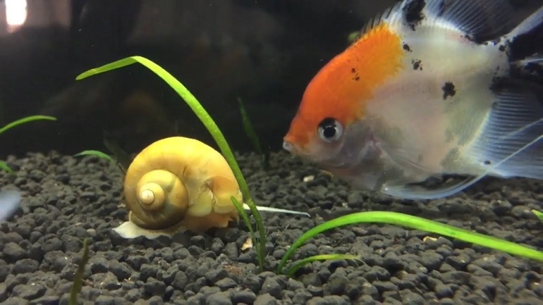fish tank sand cleaner