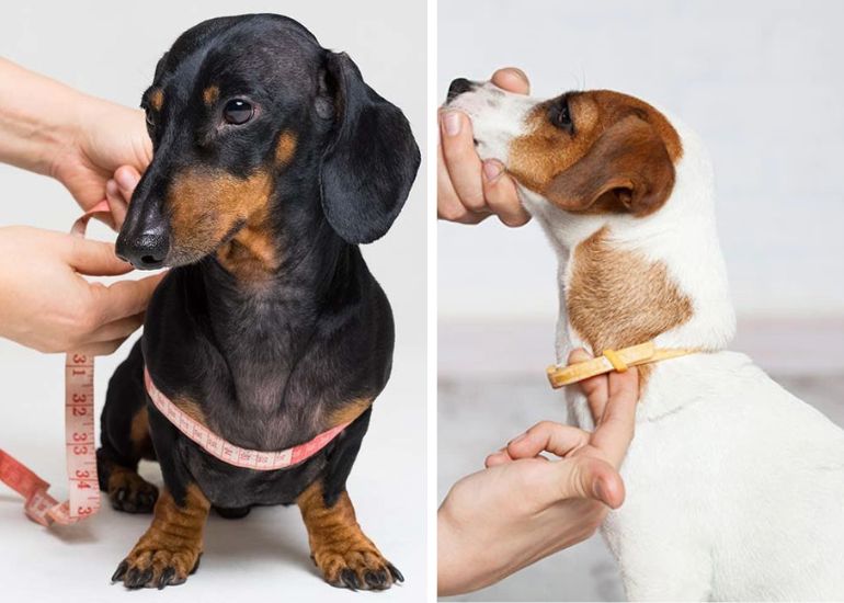 How To Measure For A Dog Collar? Complete Guide 2024