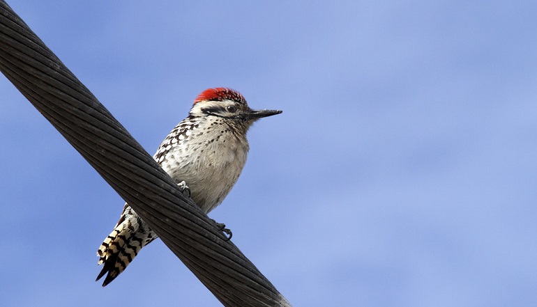 types of woodpecker