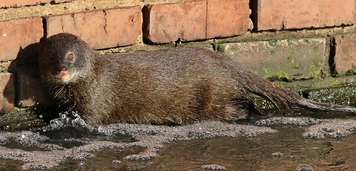 how big is a mongoose
