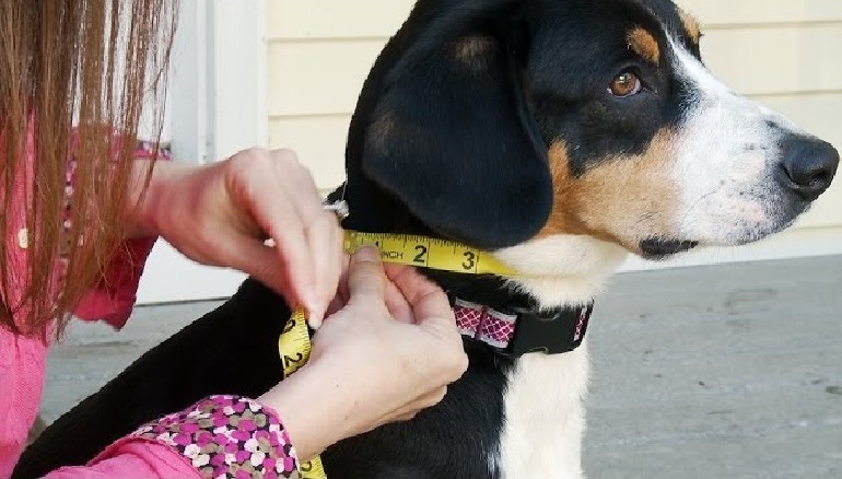 how to measure for a dog collar