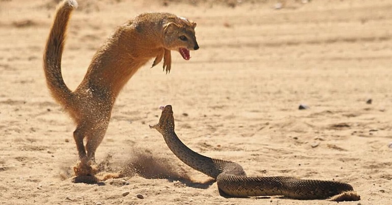 picture of mongoose
