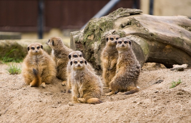 characteristics of a mongoose
