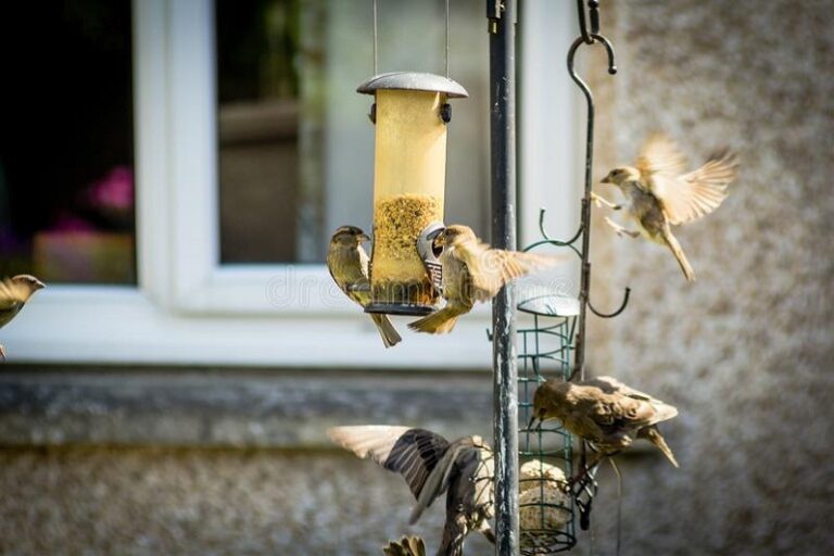 How To Keep Birds Off Porch? Everything You Need To Know
