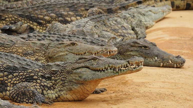 riding crocodiles
