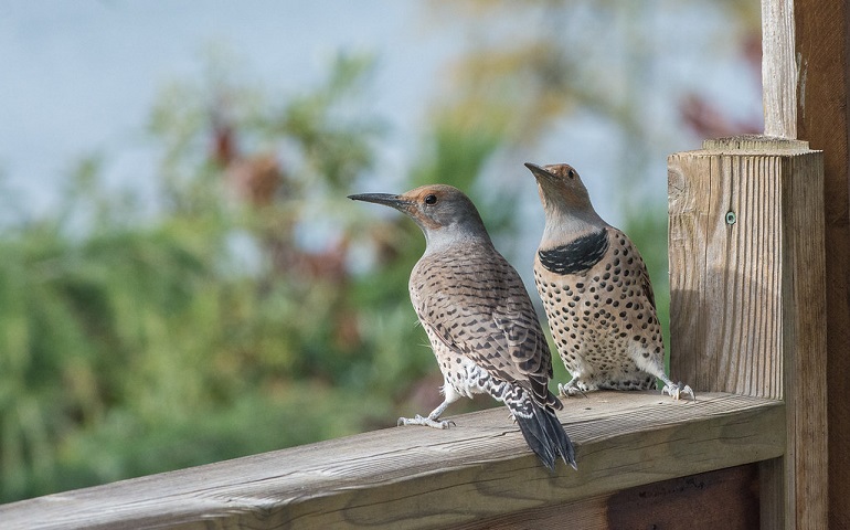 woodpecker species