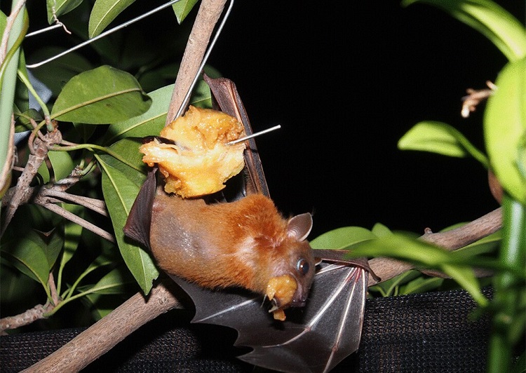 Fruit Bat The Amazing Flying Nocturnal Species