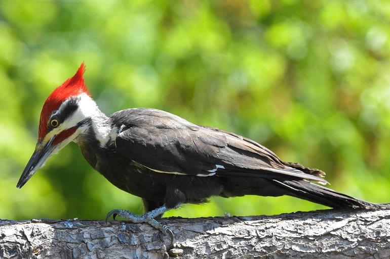 woodpecker beak