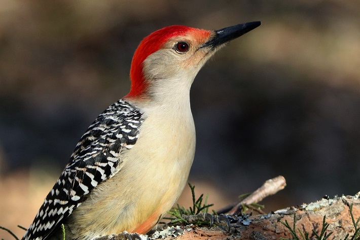 what does a woodpecker look like