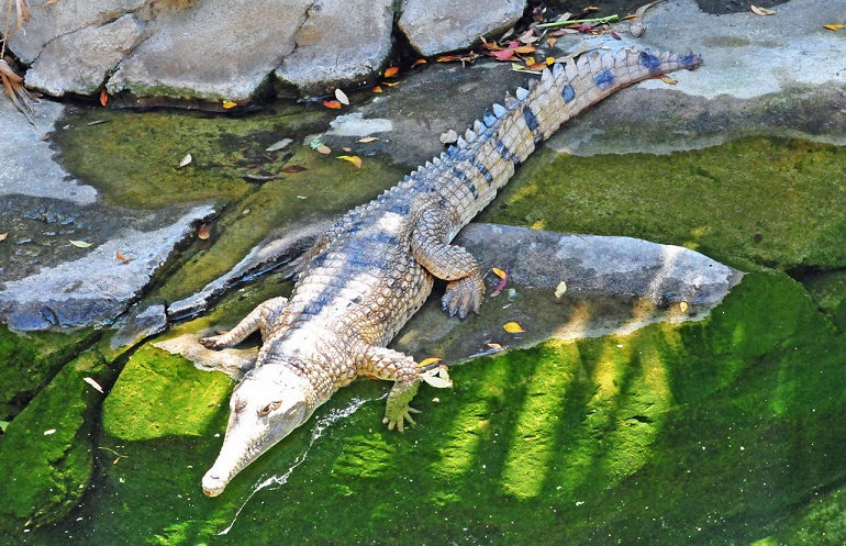 a crocodile
