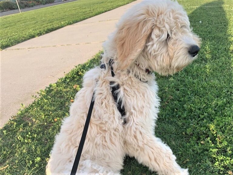 8 Best No Pull Dog Collars Top Picks And Buying GuideWAF