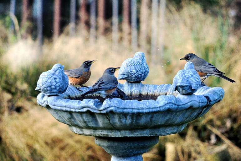 keep birds off porch