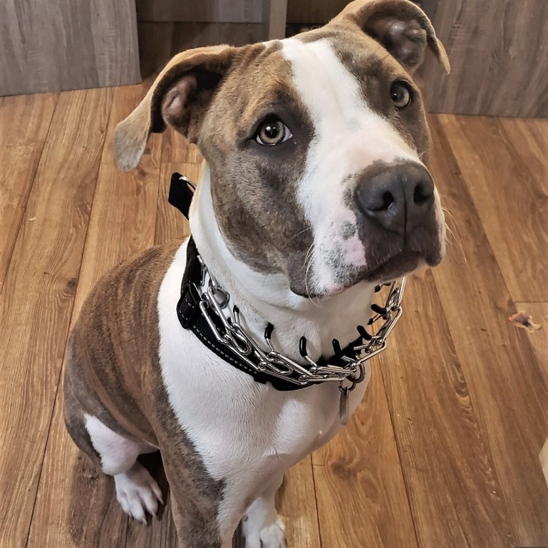 Dog Prong Collar