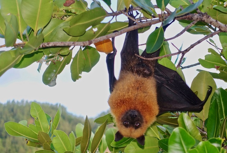 fruit bat flying fox