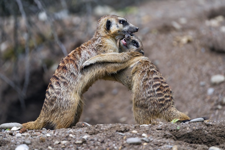 speed of a mongoose
