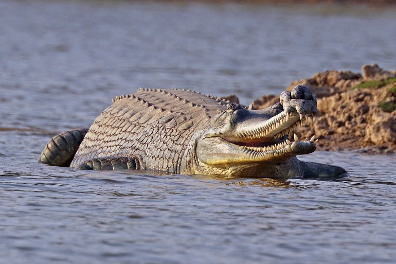 siamese crocodile