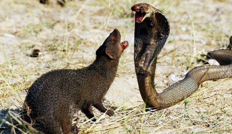 mongoose fighting a snake