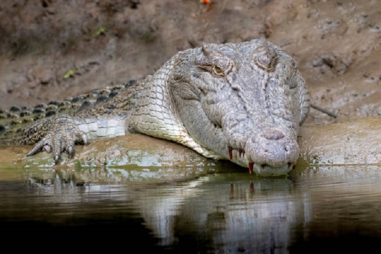 Giant dwarf crocodile species discovered that may have eaten human  ancestors 18 million years ago