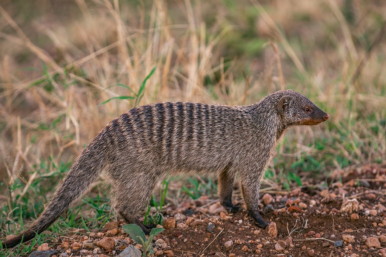 mongoose animal
