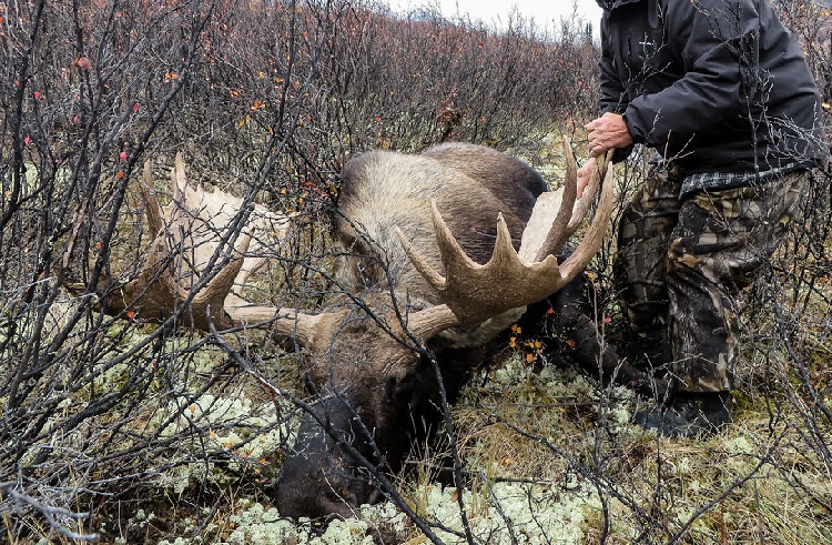 animal trophy