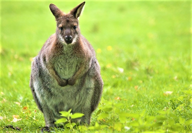 what is the difference between a kangaroo and a wallaby
