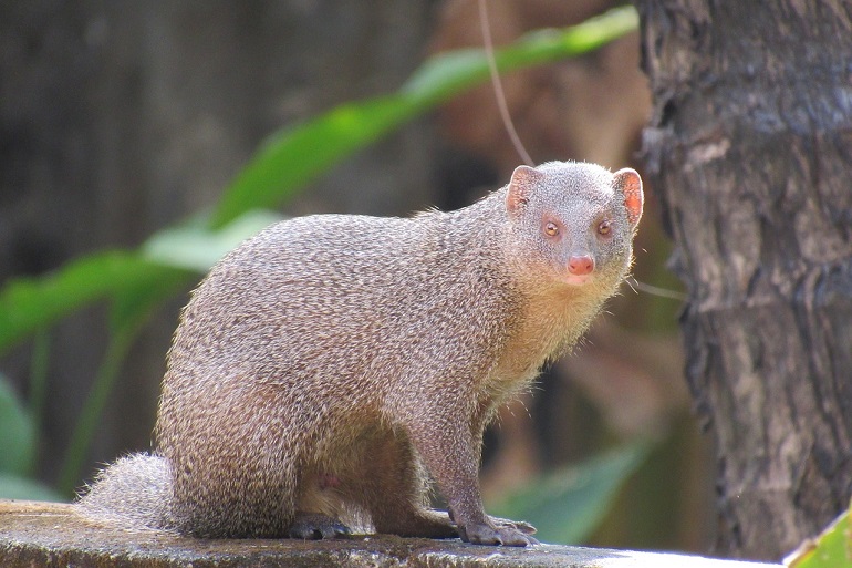 a mongoose
