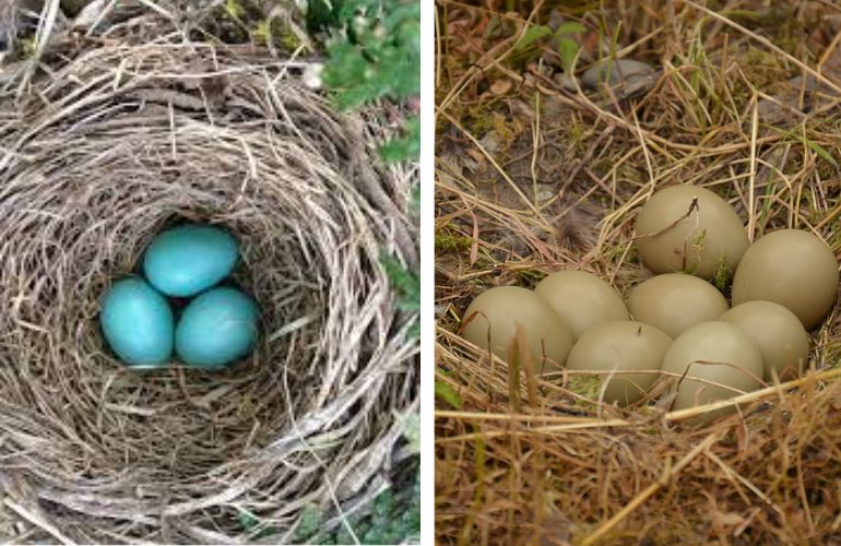 small bluebird eggs in nest boxes