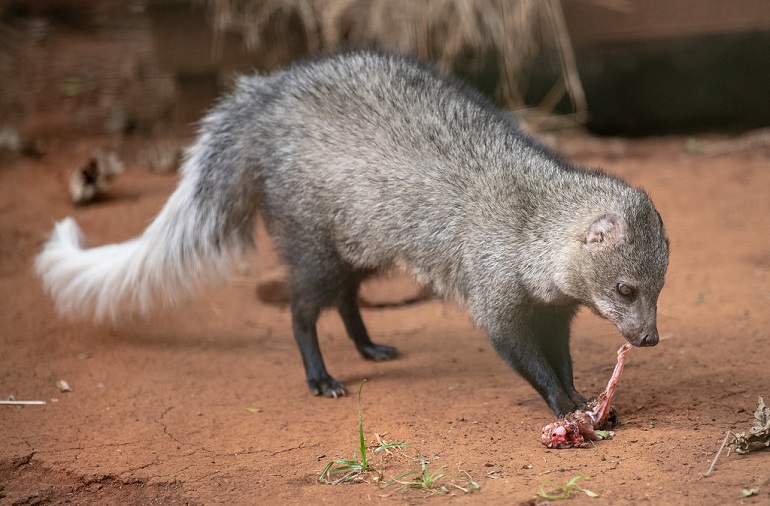 what eats mongoose
