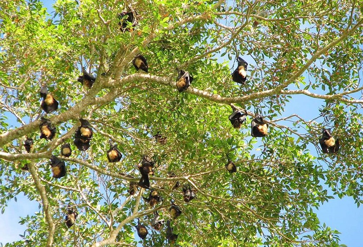 fruit bats