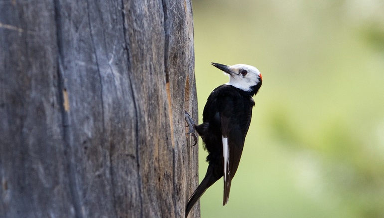 woodpecker birds