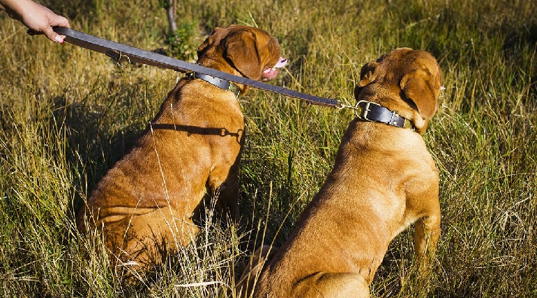 itchy dog collar