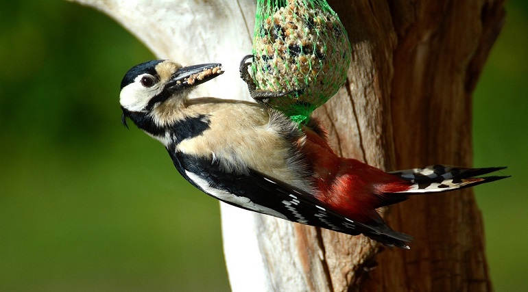 wood pecker