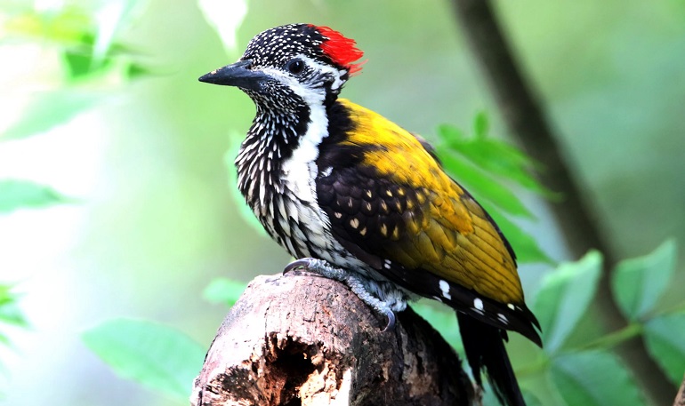 woodpecker bird