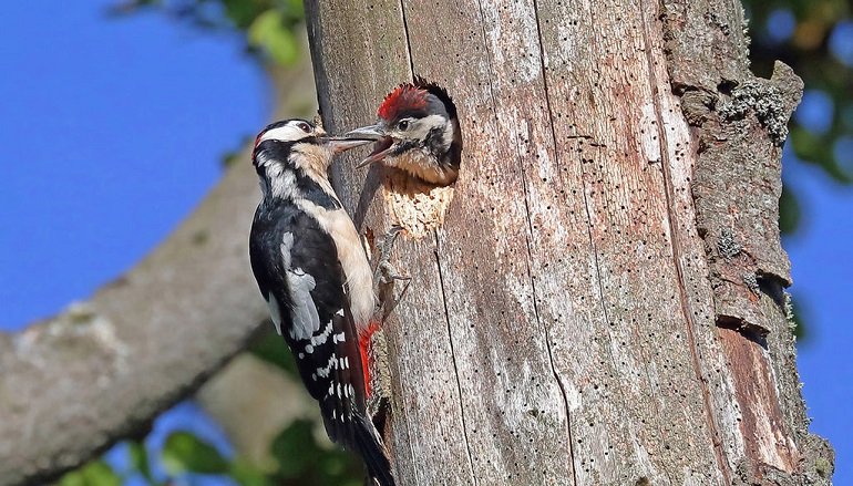 woodpecker facts