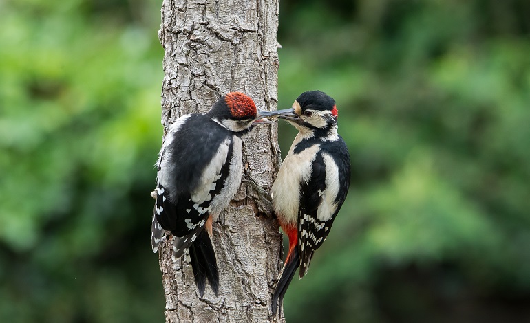 what is a woodpecker