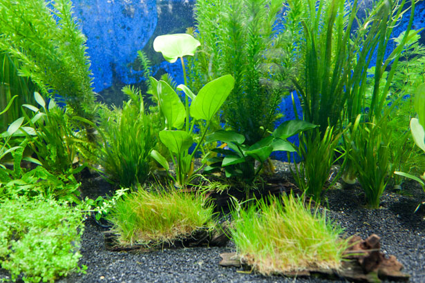 How To Clean Aquarium Plants WAF