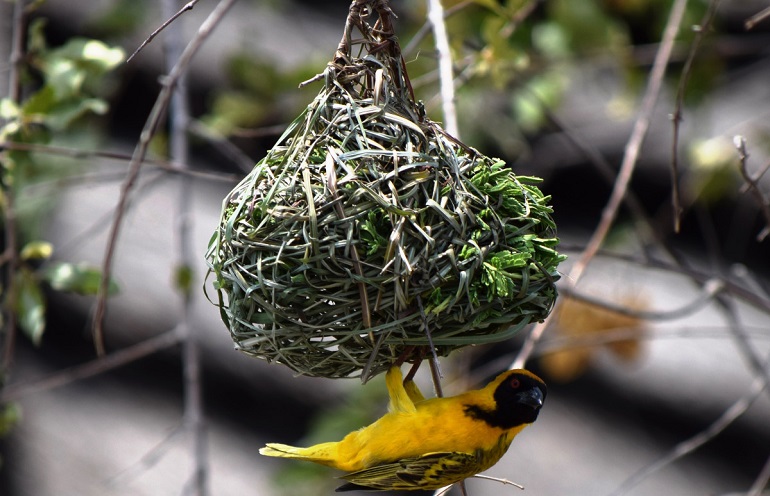 How Long Do Baby Birds Stay in the Nest? - Birds and Blooms