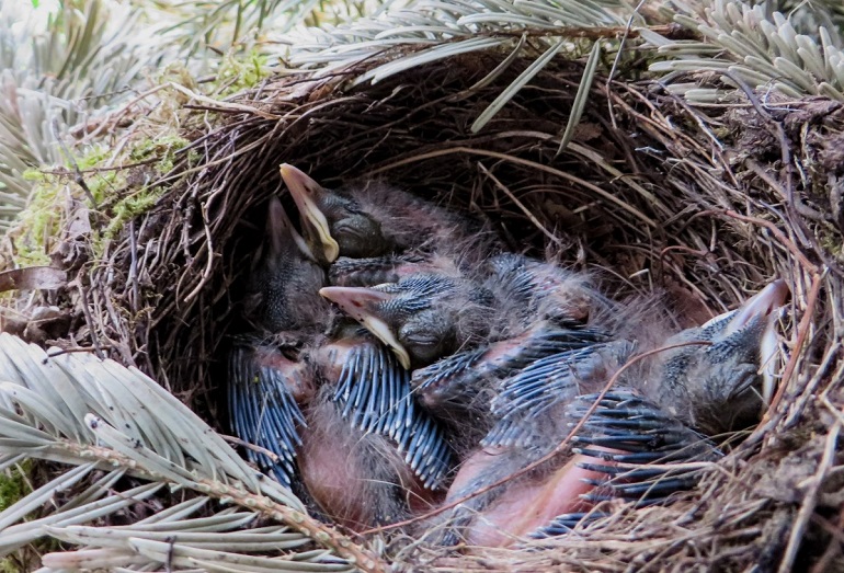 How Long Do Baby Birds Nest? Growth & Departure Timelines