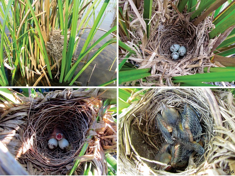 Baby birds typically leave the nest after 12-21 days, but the time