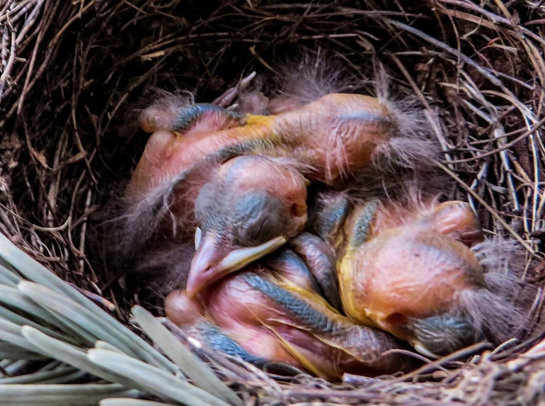 Baby birds typically leave the nest after 12-21 days, but the time