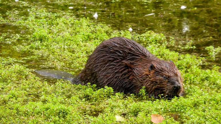 beavers 