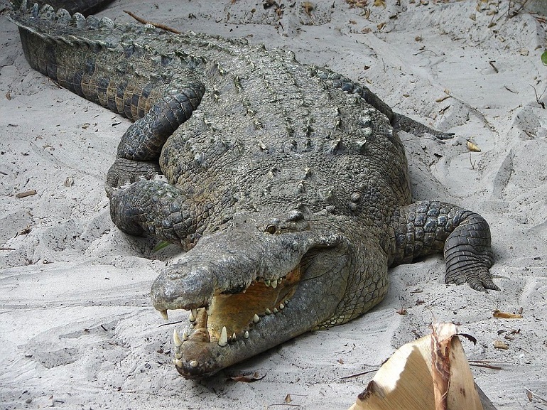 Giant dwarf crocodile species discovered that may have eaten human  ancestors 18 million years ago