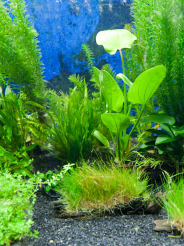 aquarium-plants